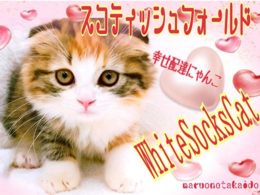 【 スコティッシュフォールド 】Theまんまるフォルム！幸せを運ぶ靴下にゃんこ！