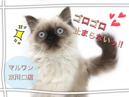 【 ヒマラヤン 】2ndブログ!ゴロゴロが止まらない!ヒマラヤンのその後に密着!