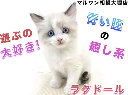 【 ラグドール 】ぬいぐるみ系の猫！抱っこ好き＆好奇心旺盛な性格と毛色の特徴は？