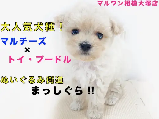 【 MIX 】大人気！ハーフ犬マルプー！子犬らしい眠さと好奇心の戦いを激写！