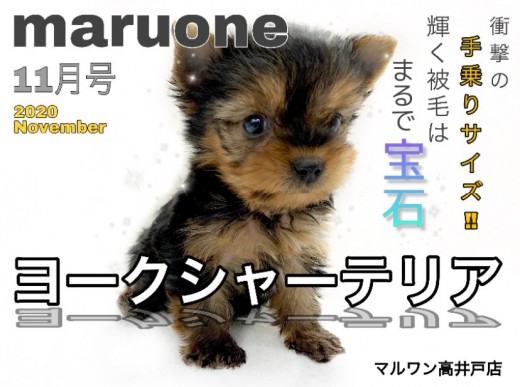 【 ヨークシャーテリア 】衝撃の手乗りサイズ！！輝く被毛はまるで宝石？！