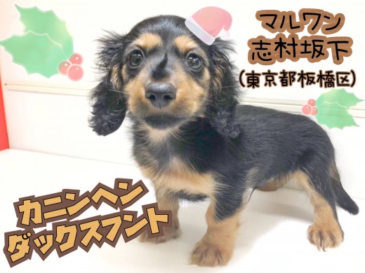 【 カニンヘンダックスフント 】おとなになっても3kg前後！？超小型な王子様！