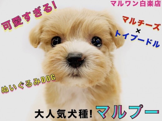 【 MIX 】大人気のハーフ犬!可愛さだけじゃない飼育のしやすさも抜群なんです!