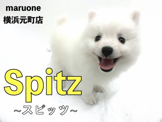 【 スピッツ 】極上のスピッツスマイル！明るく優しい性格が魅力！