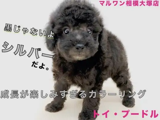 【 トイ・プードル 】希少色の魅力満載でお届け！飼いやすいと呼ばれる理由もご紹介