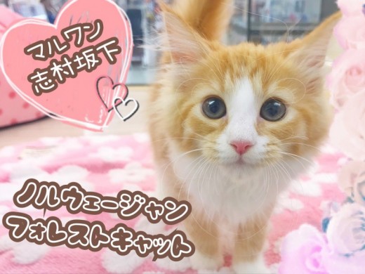 【 ノルウェージャンフォレストキャット 】温厚な性格が魅力！北欧出身の大型美女！