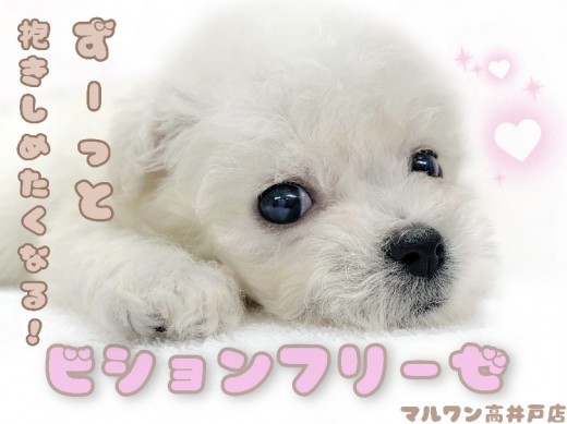 【 ビションフリーゼ 】純白ふわもこ！そのオススメカットを大紹介！！