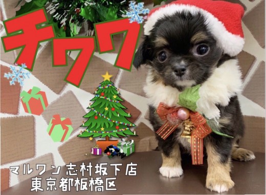 【 チワワ 】小さなサンタがやってきた！心温まる癒し系な童顔の男の子です！！