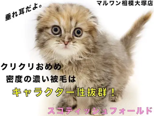 【 スコティッシュフォールド 】垂れ耳がポイント！特徴とお留守番についてご紹介！