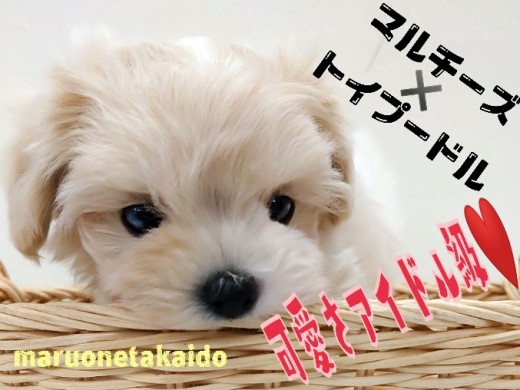 【 MIX犬 】アイドル級の可愛さの秘密とは？！マルプーの全て教えます！