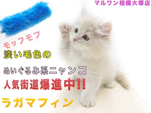 【 ラガマフィン 】今年の大人気種！特徴や性格、猫じゃらしに初挑戦する姿をお届け