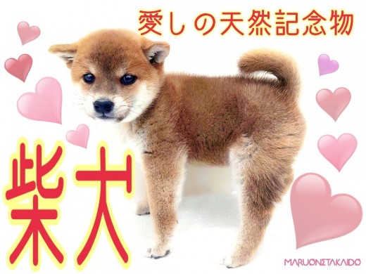 【 柴犬 】パパはショードッグ！愛しの天然記念物！美しきお嬢様ワンコ！