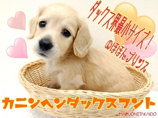 【 カニンヘンダックス 】ダックス界最小！フレンドリーさ抜群！のほほんプリンス！