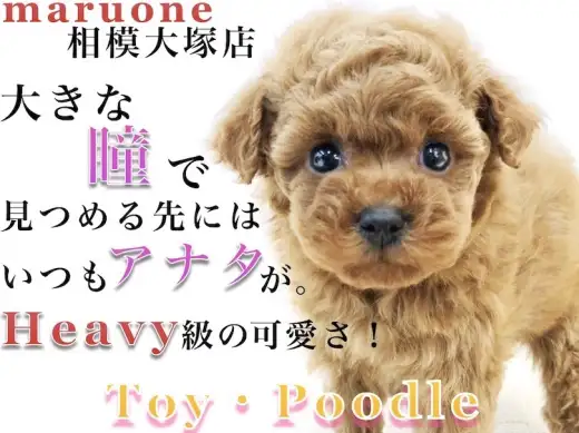 【 トイ・プードル 】アイドル顔のディープレッド！子犬の内に慣れさせたい事とは？