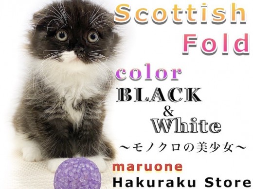 【 スコティッシュフォールド 】モノクロの垂れ耳!手入れとフードのあげ方は?