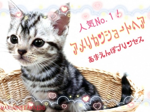 【 アメリカンショートヘア 】人気No.1猫種！あまえんぼな性格のプリンセス！