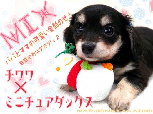 【 MIX犬 】モチモチワックス！ 綺麗の秘訣！簡単お手入れ方法教えます！