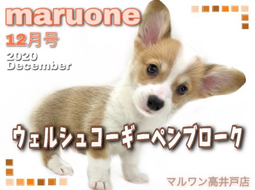 【 ウェルシュコーギーペンブローク 】食パンみたいなお尻?オススメは桃尻カット!
