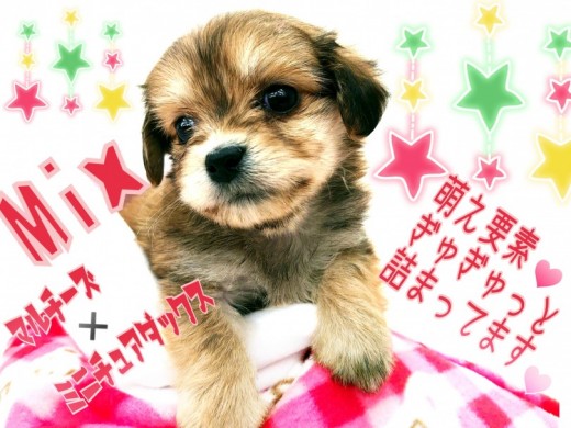 【 MIX犬 】マルチーズ×ダックスのレアMIXちゃん！萌え要素ギュギュっと詰まってます！