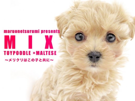 【 MIX 】アプリコットのマルプー登場!クリスマスの天使が鶴見店に舞い降りた!