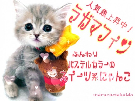 【 ラガマフィン 】人気急上昇中！にゃんこ界のテディベア！パステルキャット！