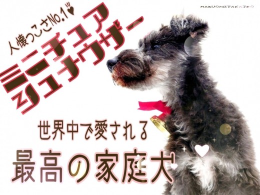 【 ミニチュアシュナウザー 】人懐っこさNo.1！世界中で愛される最高の家庭犬！
