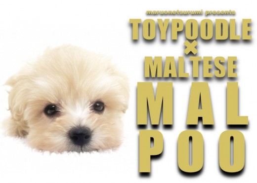 【 マルプー 】鶴見店のアイドル爆誕!2021年のセンターは僕に決まり!