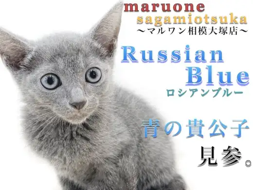 【 ロシアンブルー 】抜け毛を抑える秘訣、集合住宅で飼う方続出？飼育ポイント紹介