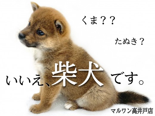 【 柴犬 】ブーム到来中！！マズル短め！圧倒的くまちゃんフェイス！