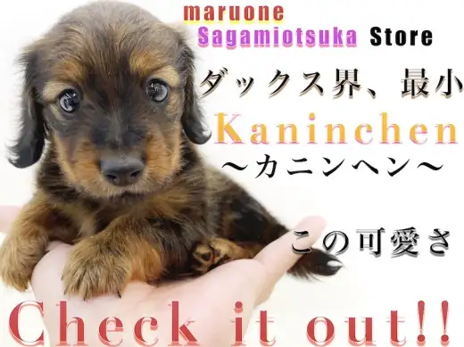 【  カニンヘン・ダックスフント 】小さな手乗りサイズ！性格や成犬時の大きさは？