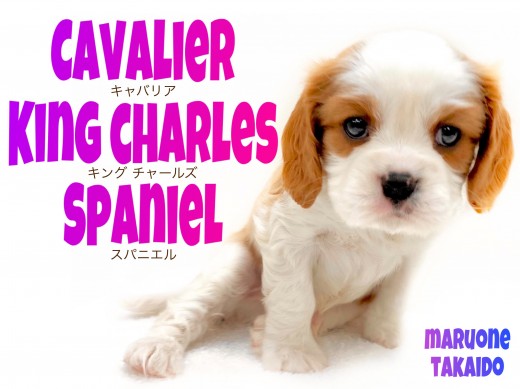 【 キャバリア 】初めてお迎えする方必見！！人の気持ちが分かる！寄り添いわんこ！