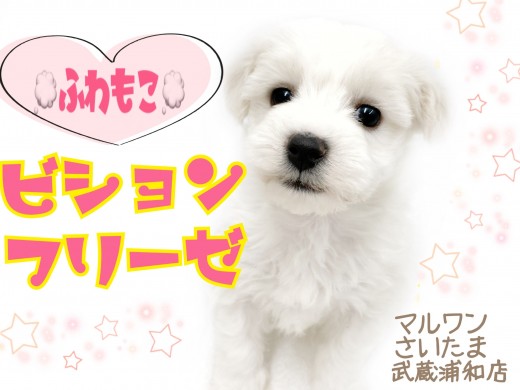 【 ビションフリーゼ 】ふわもこ可愛い!魅力や性格、お手入れ方法をご紹介!