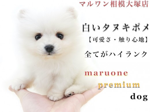 【 タヌキぽめ 】短いマズルの白ポメラニアン！なぜ集合住宅でも飼いやすいのか？