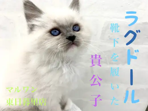 【 ラグドール 】蒼い瞳の貴公子！～チャームポイントの靴下を添えて～