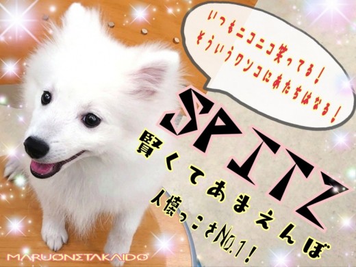 【 スピッツ 】人懐っこさNo.1の純白スピッツちゃんトレーニング成果披露！