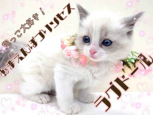 【 ラグドール 】抱っこ大好き！おっとりあまえんぼぬいぐるみにゃんこ！