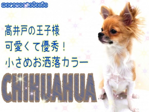 【 チワワ 】生後半年で1.9kg!小さめサイズでお出かけもお手入れも楽々!