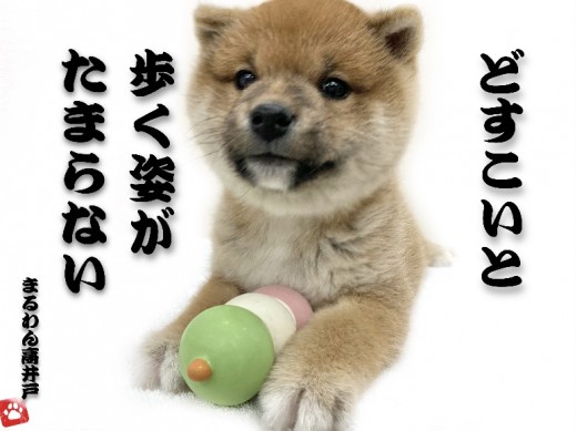 【 柴犬 】史上最高のむっちりボディ！赤柴ちゃんのしつけにはメリハリがポイント！