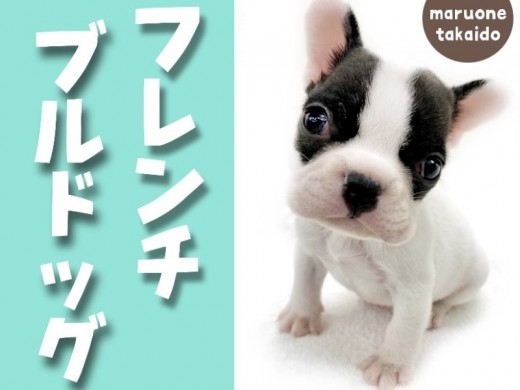 【 フレンチブルドッグ 】お家でもできる！簡単なお手入れ方法！！