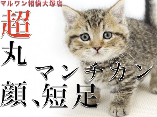 【 マンチカン 】短足と丸顔がポイント！子猫を迎える時にチェックするべき事とは？