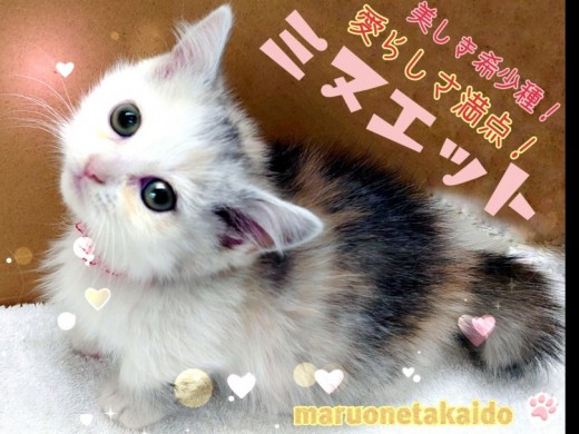 【 ミヌエット 】愛らしさ満点！美しき希少種！癒し系短足にゃんこ！