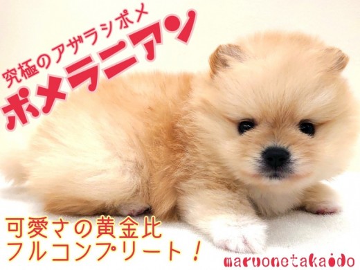 【 ポメラニアン 】可愛い黄金比フルコンプリート！究極のアザラシポメ！