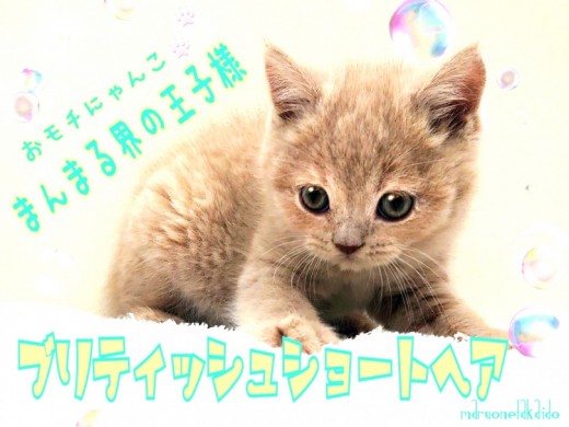 【 ブリティッシュショートヘア 】実はチェシャ猫のモデルです！まんまる界の王子様！