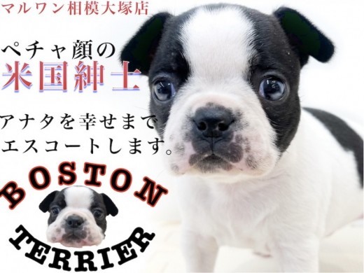 【 ボストンテリア 】ペチャ顔のジェントルマン！性格と短頭種ならではの育て方は？