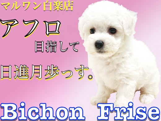【 ビションフリーゼ 】抜け毛の少なさと温和な性格で飼いやすさ抜群のアフロ犬!