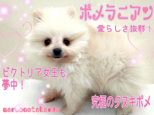 【 ポメラニアン 】ビクトリア女王も夢中になった愛らしさ！究極のタヌキポメ！