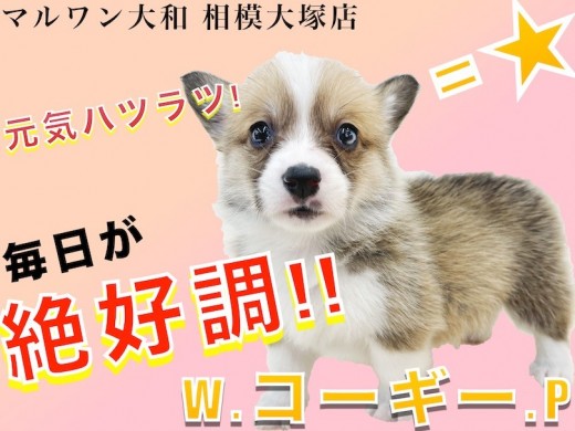 【 コーギー 】尻尾の短いペンブローク！明るい性格とお尻がチャームポイント！