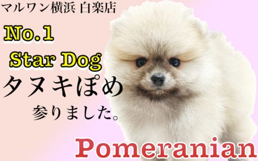 【 ポメラニアン 】大人気のタヌキぽめ!子犬の時の安全な生活方法もご紹介!
