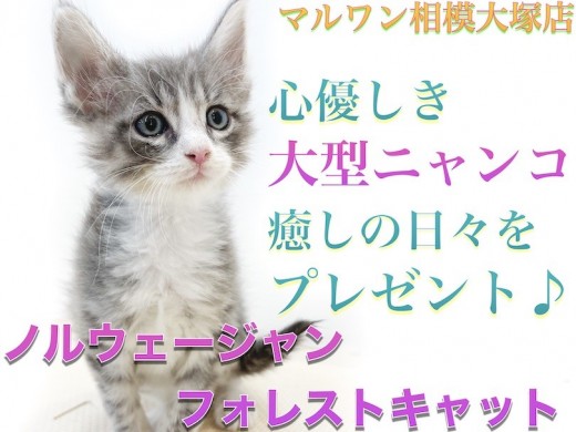 【 ノルウェージャンフォレストキャット 】美しいブルータビー！遊び方に注目？