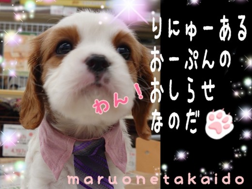 【マルワン高井戸店リニューアルオープンに関するお知らせ】